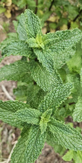 Live Starter Peppermint Plants - 6 Bareroots for Planting - Rau Thom Mint - Mentha × piperita