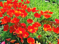 California Poppy Flower Seeds - 501+ RED CHIEF Variety - Native Wildflower for Garden & Containers - Eschscholzia californica