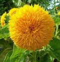 RattleFree Sunflower Seeds 50 Count | Teddy Bear Heirloom Non-GMO | Helianthus annuus