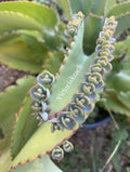 25 Mother of Millions Kalanchoe Pups Succulent Cuttings - Kalanchoe daigremontiana - Easy Care Indoor Plant