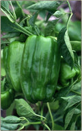 Big Bertha Sweet Pepper Seeds - 100+ Non-GMO Heirloom Organic Seeds - Capsicum annuum - Huge Yield