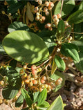Late Cotoneaster Seeds - 25+ Seeds - Cotoneaster lacteus - Hardy Shrub for Gardens and Landscapes