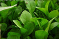Arugula Seeds - Rocket Salad Variety - Non-GMO Eruca Sativa - Herb Garden Seeds with Tracking