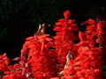 Scarlet Sage Seeds - 500+ Pack - Medicinal Herb Wildflower, Salvia Coccinea