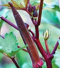 Okra Seeds, 25+ Non-GMO Heirloom Red Burgundy, Garden Planting Seeds, Abelmoschus esculentus