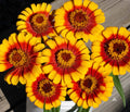 Zinnia Seeds Pack - 100+ Sombrero Variety - Colorful Garden Plants - Zinnia elegans