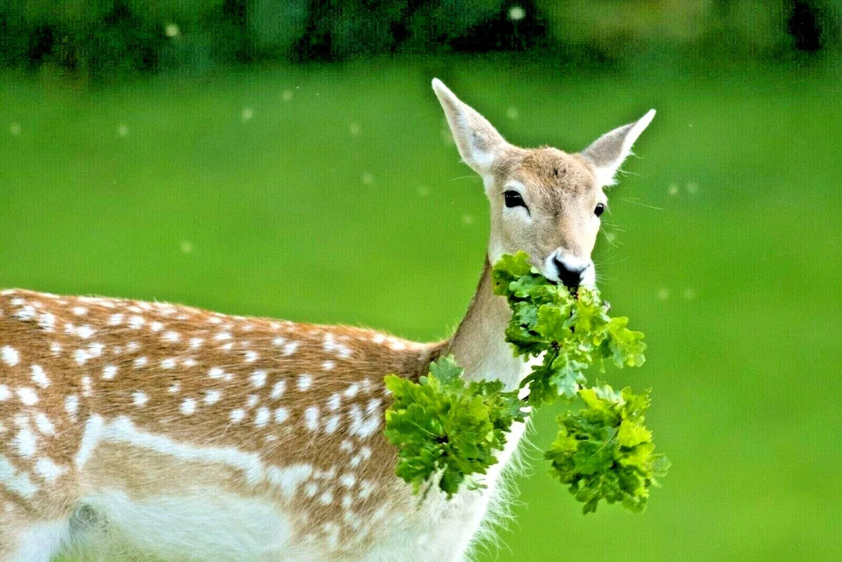 Deer Proof Wildflower Mix - 2000+ Seeds, 15 Varieties, Native Annual & Perennial Blooms, Pollinator Friendly