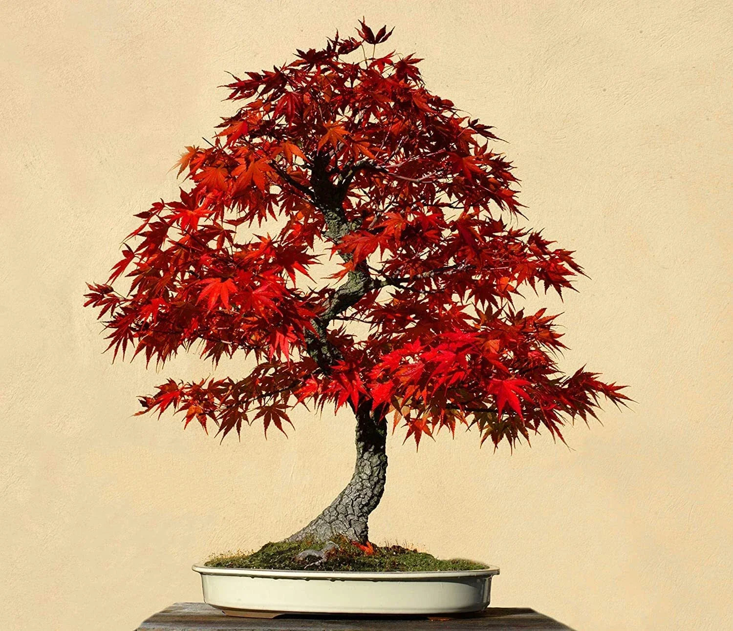 Red Maple Bonsai Tree Seeds - 30 Count - Acer rubrum - Made in USA, Ships from Iowa