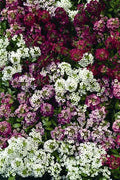 Alyssum Easter Bonnet Series Plant 50 Seeds - Colorful Ground Cover - Lobularia maritima