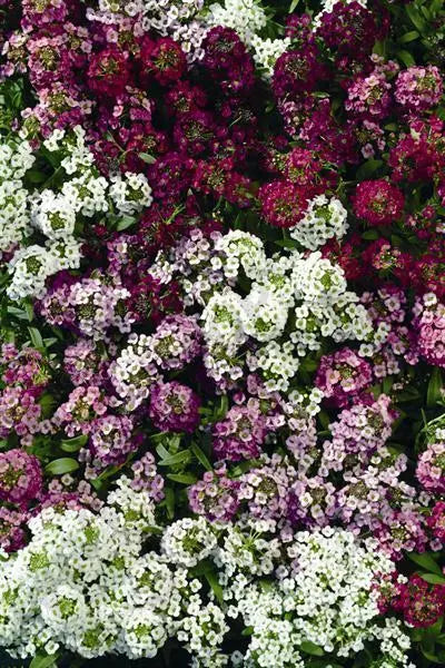 Alyssum Easter Bonnet Series Plant 50 Seeds - Colorful Ground Cover - Lobularia maritima
