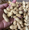 Virginia Jumbo Peanut Seeds - 35+ Heirloom Seeds - Open Pollinated - Arachis hypogaea