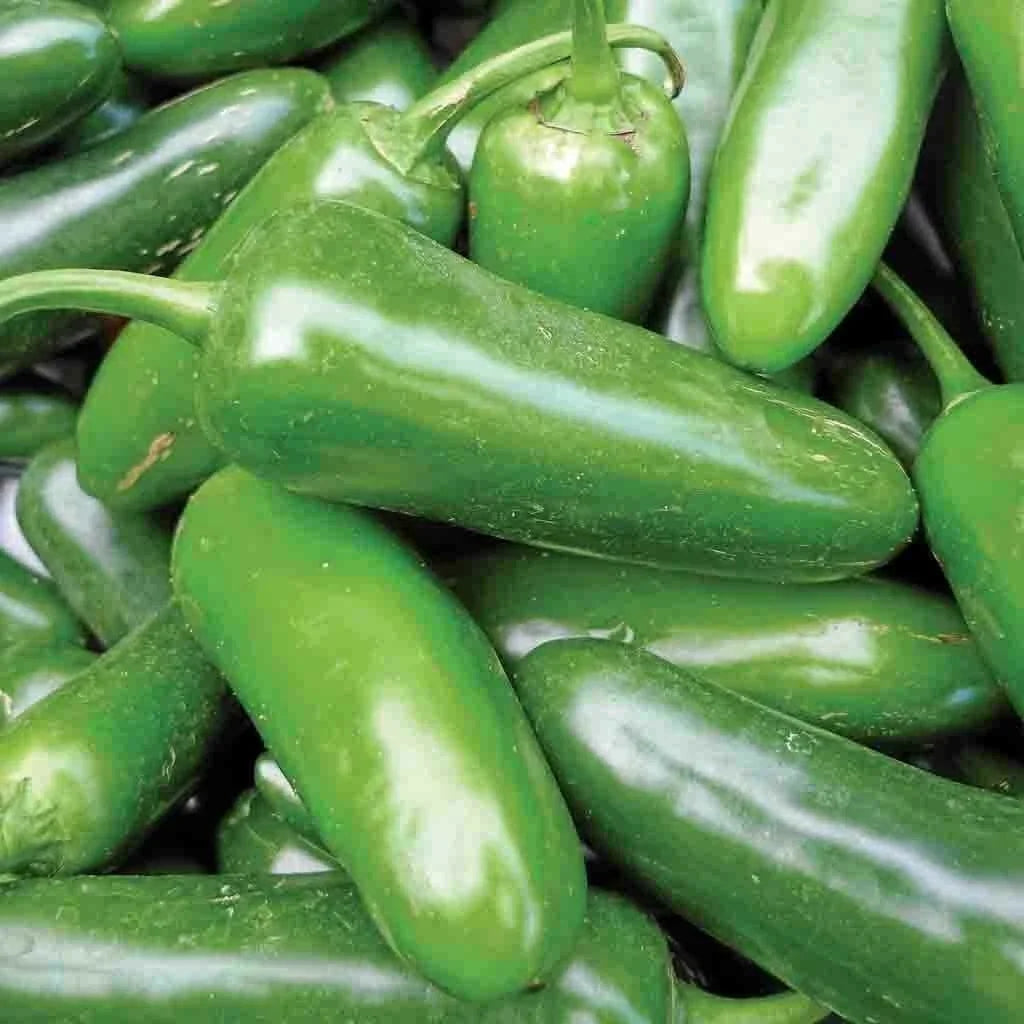 Jalapeno Pepper Seeds 50+ Non-GMO Hot Spicy Vegetable Capsicum annuum - USA Free Shipping