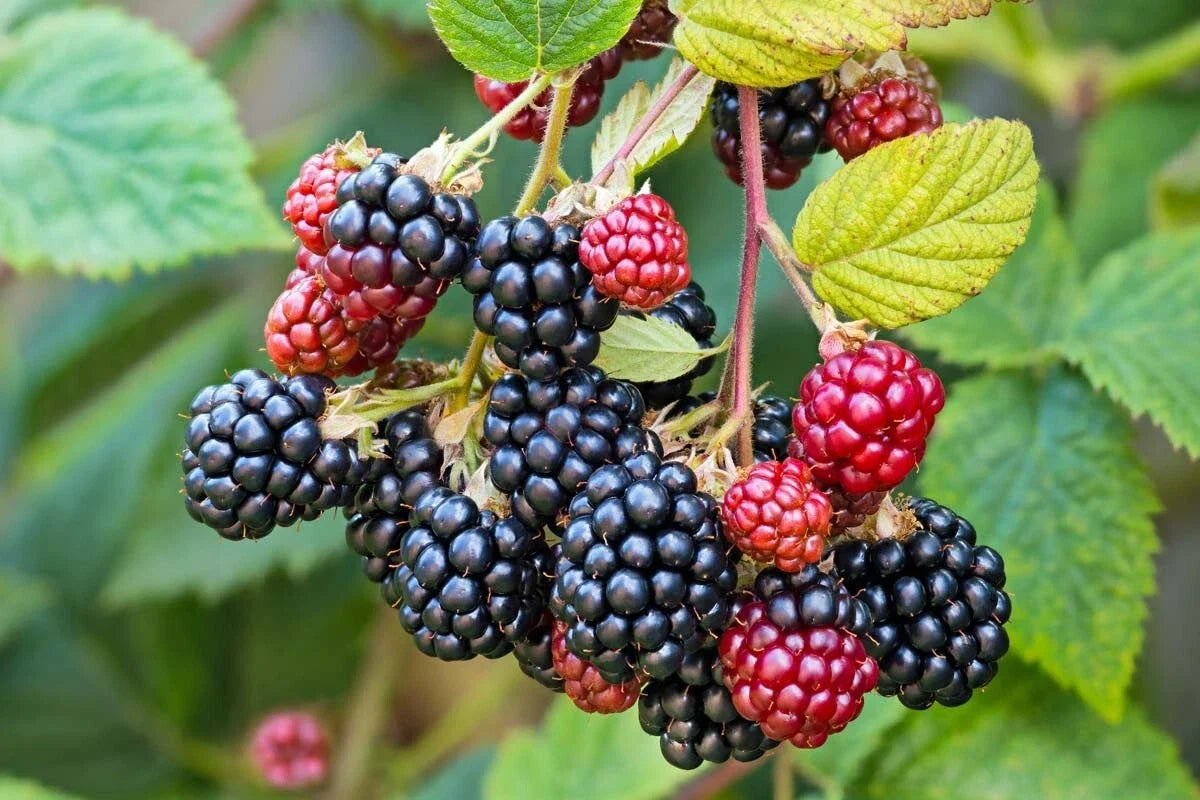 Southern Wild Blackberry Bush Live Starter Plant Bare Root Fruit Berries Rubus argutus