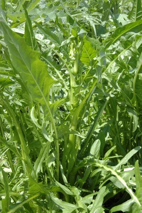 Chicory Seed - Emerald Catalogna - Fresh Seed - Cichorium intybus