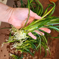 Mini Spider Plants - 10 Root-Ready Pots - Easy to Grow Indoor Air Purifiers - Chlorophytum comosum