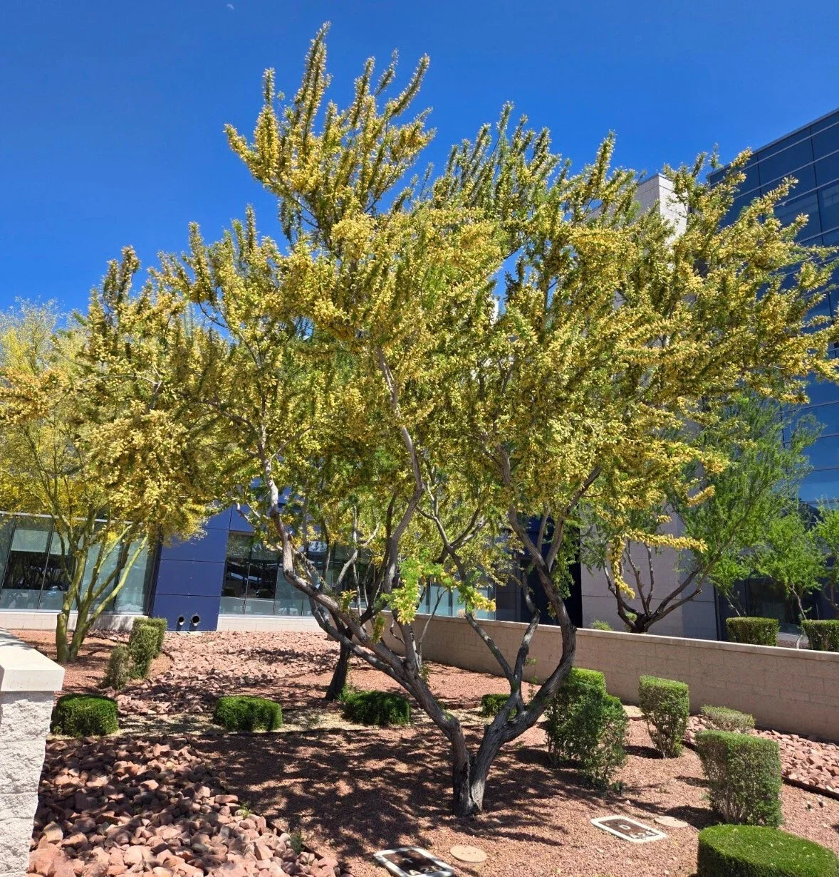 Catclaw Acacia Seeds - 10+ Seeds, Acacia greggii, Drought-Tolerant Tree for Xeriscaping, Senegalia greggii (11C)