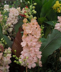 Salmon King Delphinium Seeds - 50 Perennial Flower Seeds - Delphinium elatum - Garden Planting Supplies