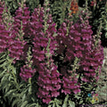 Liberty Lavender Snapdragon Seeds - 1000+ Premium Seeds for Garden - Antirrhinum majus - Free Shipping USA