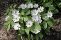 Twin Leaf Plant Bareroot - 10 Organic Roots Jeffersonia diphylla - Native Medicinal Wildflower for Sustainable Forest Garden