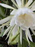 Queen of the Night Cuttings - 6 Epiphyllum Orchid White Blooms - Rare Indoor Plant Cuttings for Home Decor