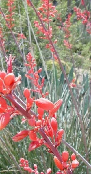 Red Yucca Seeds - 10 Pack - Drought Tolerant Flower - Hesperaloe parviflora - GroCo