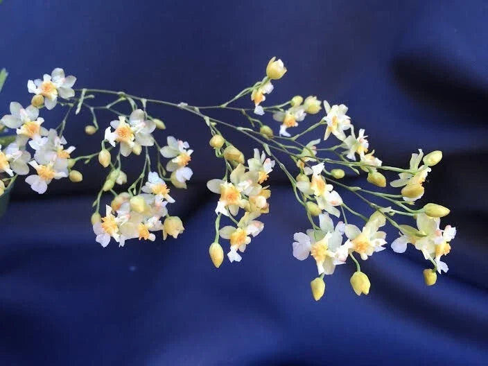 Miniature Orchid Oncidium Twinkle 'Fantasy' 2.5" Pot Plant