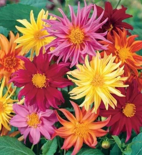 25 Cactus Mix Dahlia Seeds | Flowering Perennial Flowers | US 1103