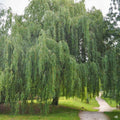Weeping Willow Cuttings - 20 Unrooted Fast Growing Shade Tree - Salix babylonica