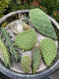 Cactus Cuttings Bundle - Lot of 10 Varieties - Assorted Species for Propagation - Perfect for Gardening and Decor