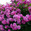 Climbing Purple Rose Seeds - 10 Perennial Flower Seeds for Garden - Rosa spp.