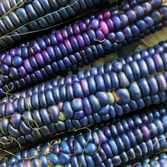 Rio Grande Blue Ornamental Corn Seeds | Hopi Azul Flint Indian Dent Seed 2025 | Non-GMO Heirloom Variety