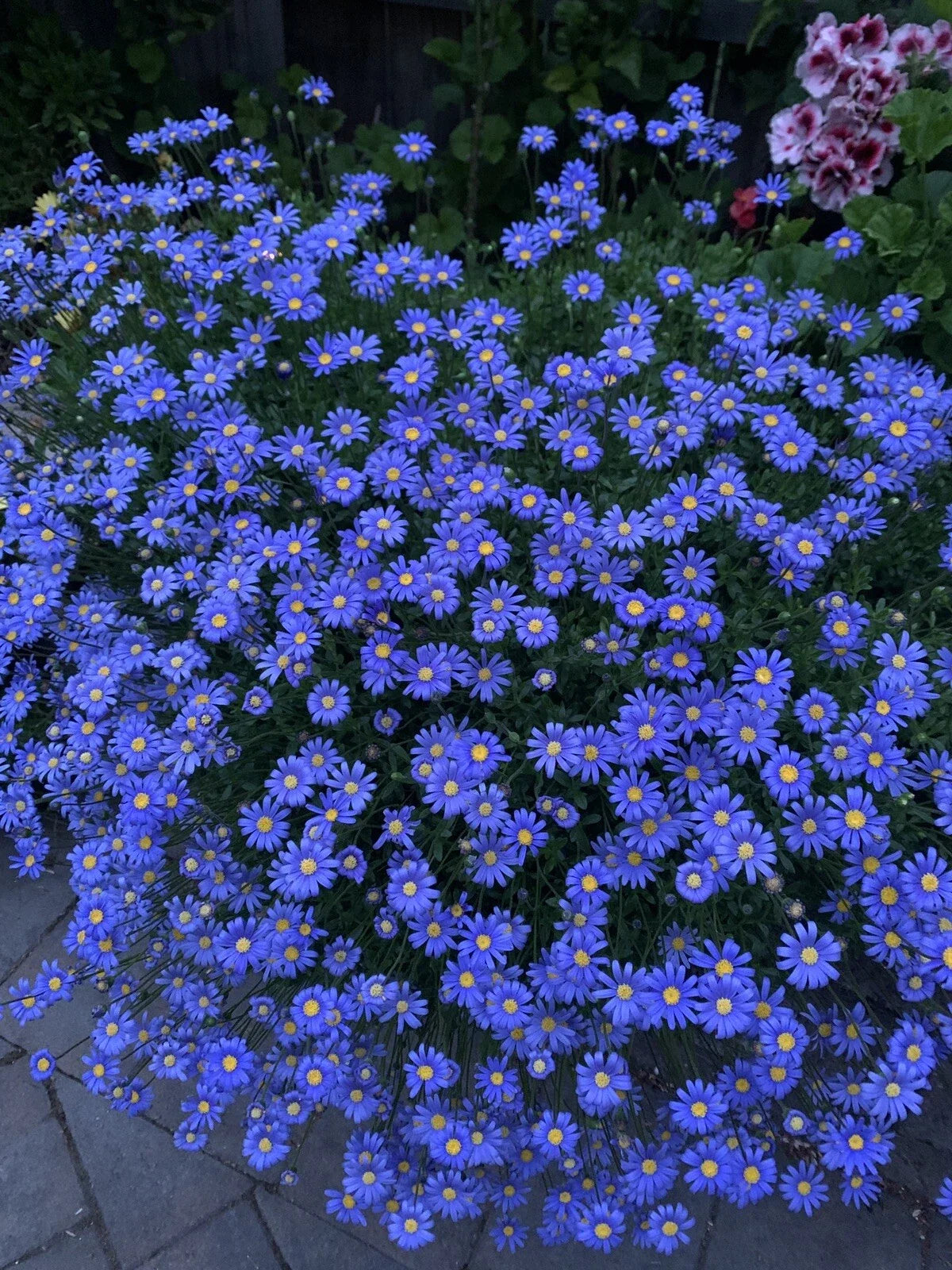 1 Blue Felicia Daisy Plant - 4 Inch Pot