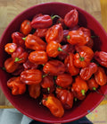 Habanero Red Hot Pepper Seeds – 25+ Pack for Garden Planting – Capsicum chinense – USA Grown