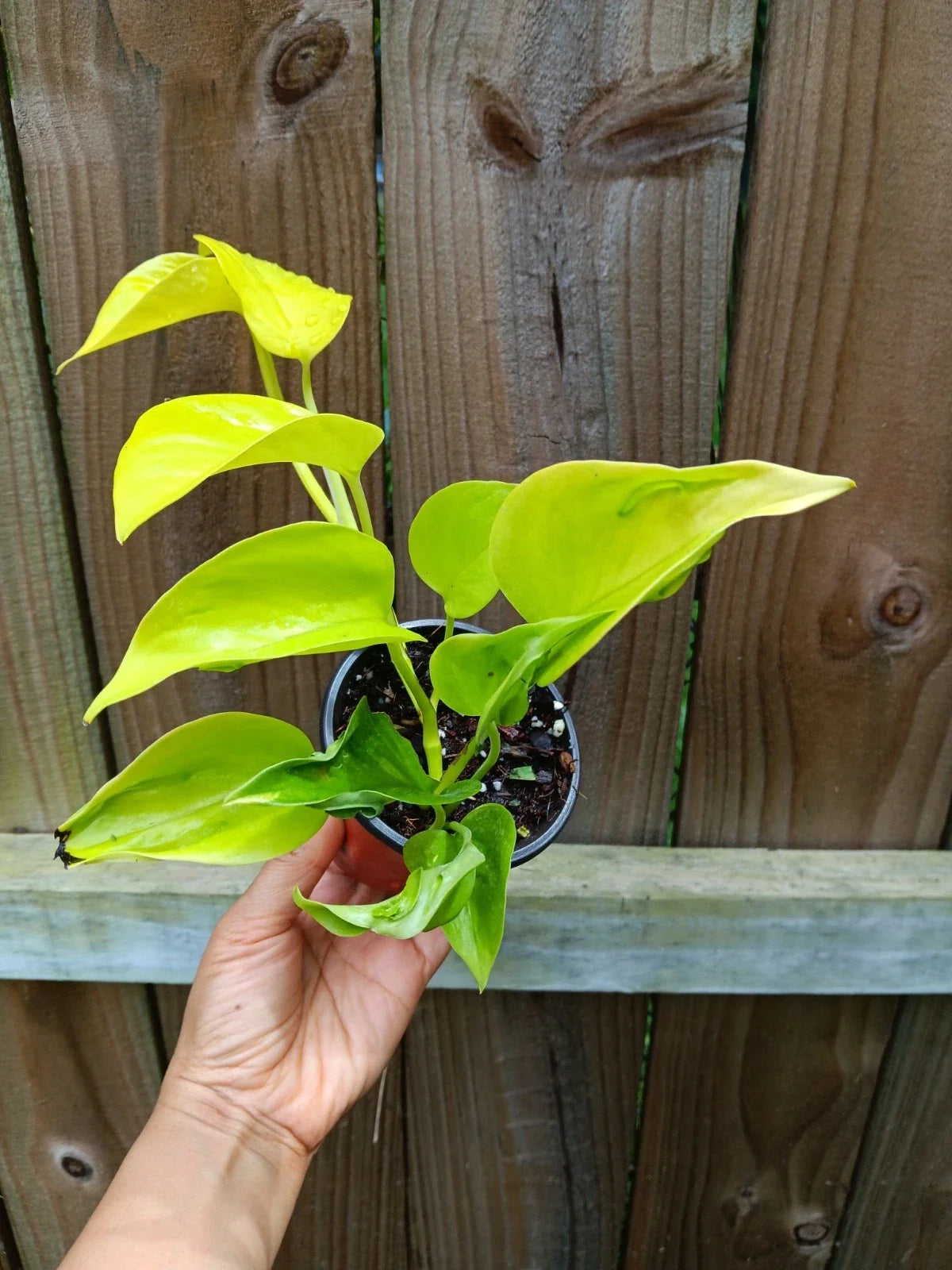 Élysées Pothos Plant | 6" Pot | Green Variegated Foliage | Epipremnum Aureum 'Champs Élysées'