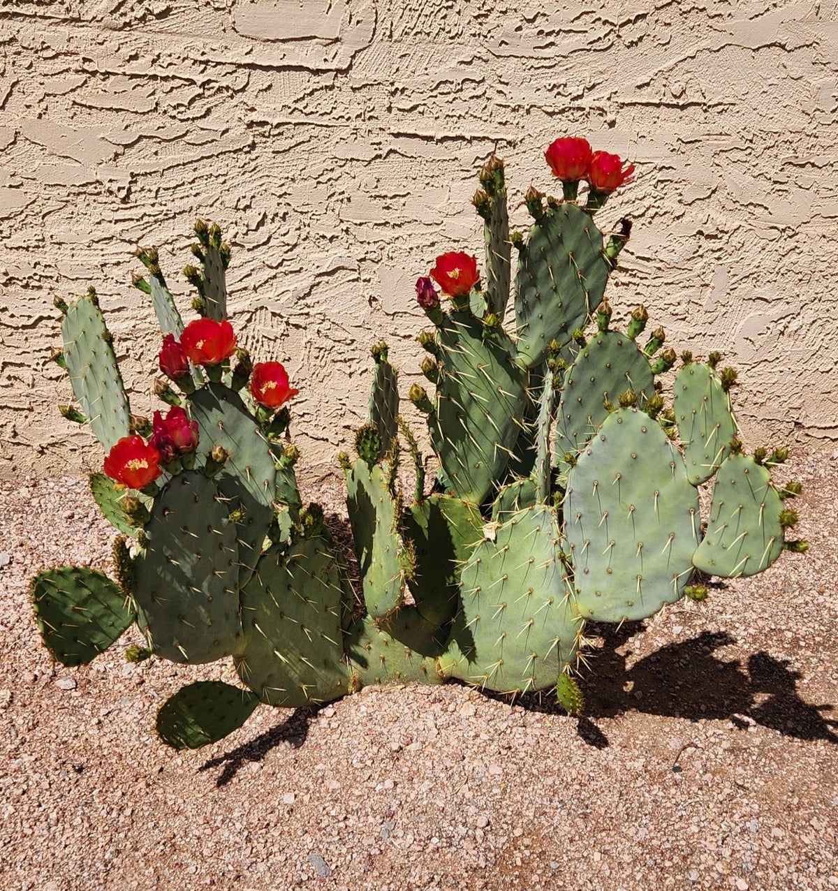 Opuntia 'Fruit Punch' Hybrid Prickly Pear Cactus Pad Cutting - Live Succulent Plant Segment for Home Garden Decor