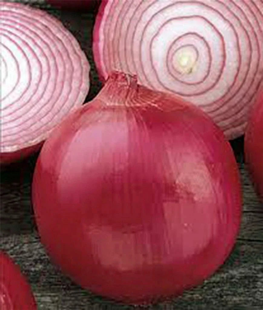 Onion Seeds 500 Count, Short Day Burgandy Red Heirloom, Non-GMO, Allium cepa