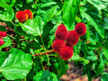 Lipstick Tree Seeds - 20 Seeds - Bixa orellana - Planting Seeds for Natural Dye and Ornamental Use