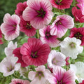 Malope Trifida Seeds, Dwarf Rose Mallow, Border & Bed Flowers, Easy to Grow, Non-GMO