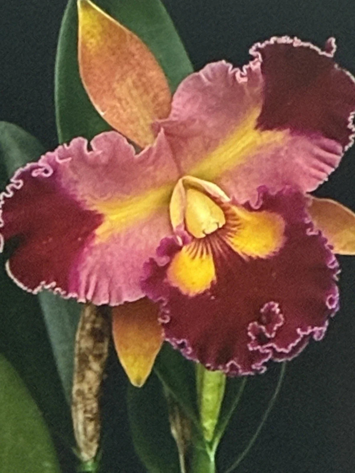 Cattleya Orchid Plant Bare Root 2-3 Stems No Tag, Unique Flowering Houseplant, Cattleya spp.