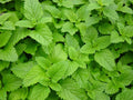 Lemon Balm Seeds - 1000+ Fresh Herb Seeds - Melissa officinalis - Aromatic Culinary Herb for Gardening