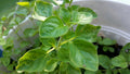 Greek Oregano Live Bareroot Plant Cutting 2-4" Green Culinary Aromatic Herb Origanum vulgare subsp. hirtum