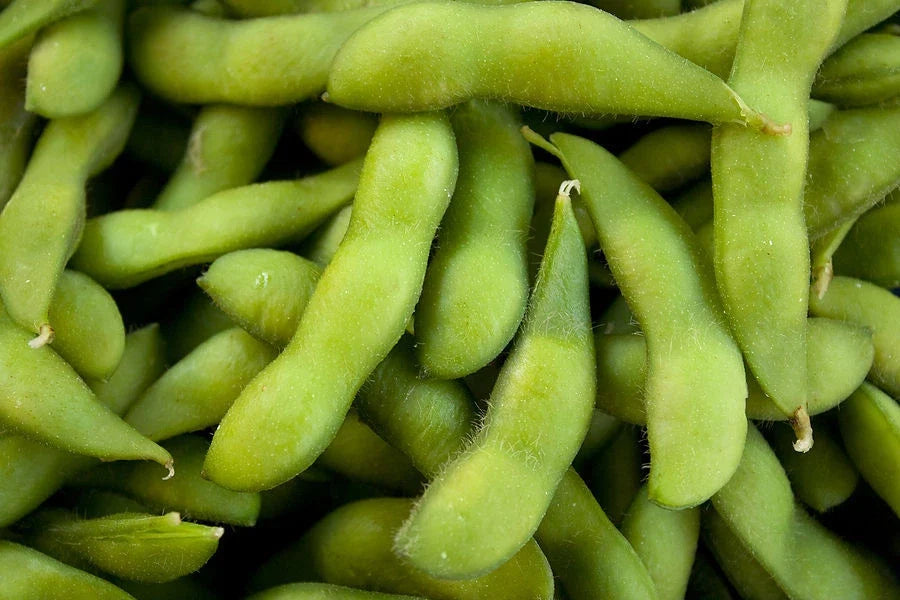 Be-Sweet 292 Edible Soybean Seeds - Fresh Soybean Seed - Glycine max - Non-GMO, Organic, FREE Shipping