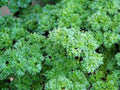 Heirloom Parsley Seeds, Triple Curled, Non-GMO, 100 Seeds, Petroselinum crispum