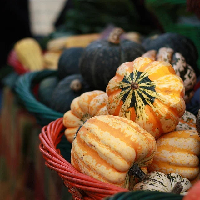 Festival Winter Squash Seeds - Fresh Seed for Planting - Cucurbita maxima