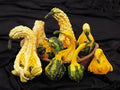 Autumn Jumbo Gourd Seeds - Fresh Gourd Seed Variety for Planting - Ideal for Fall Decor & Crafts - Cucurbita pepo