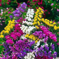 Statice Flower Seeds, 100 Count, Mixed Colors, Limonium Sinuatum, Ideal for Cut Flowers