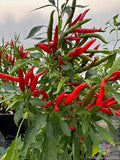 Thai Dragon Hot Pepper Seeds - 25+ Seeds for Garden Planting - Capsicum annuum - USA Grown