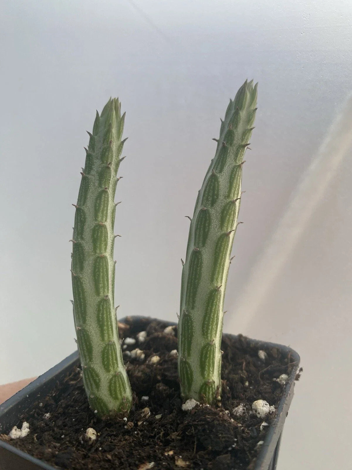 Kleiniia Senecio Stepiliformis Succulent Pickle Plant - 2 Rooted Cuttings, Unique Green Succulent for Home Decor