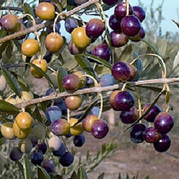 Olive Tree Starter Plant 4-6 Inches Tall, Well Rooted - Olea europaea, Buy 1 Get 1 Free