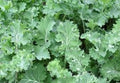 Premium Organic Heirloom Kale Seeds - Siberian Dwarf Variety for Hot or Cold Climate - Brassica oleracea